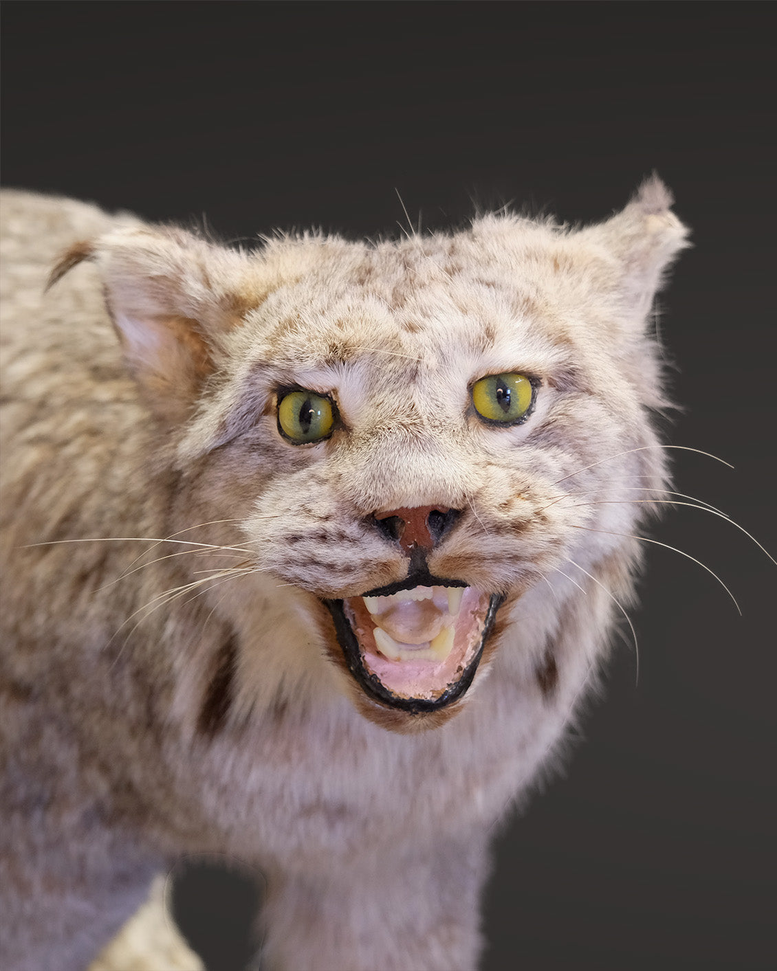 Luchs Präparat aus Kanada