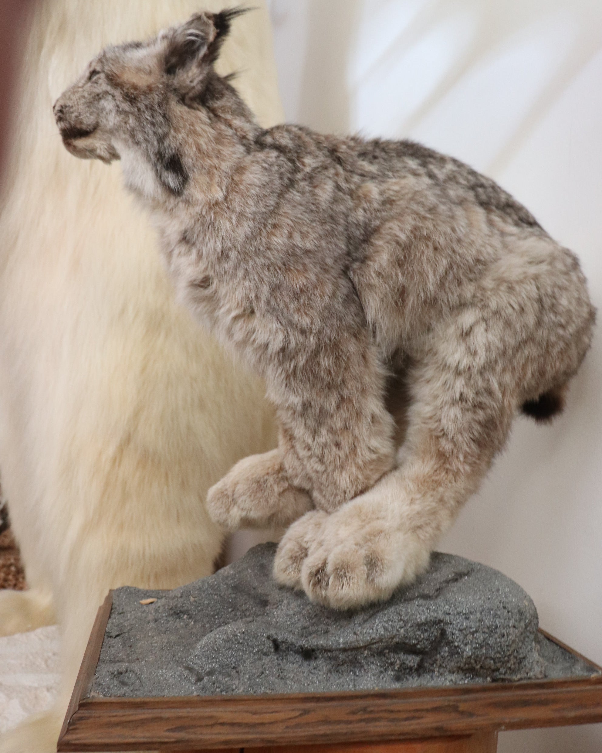 Luchs Präparat aus Kanada