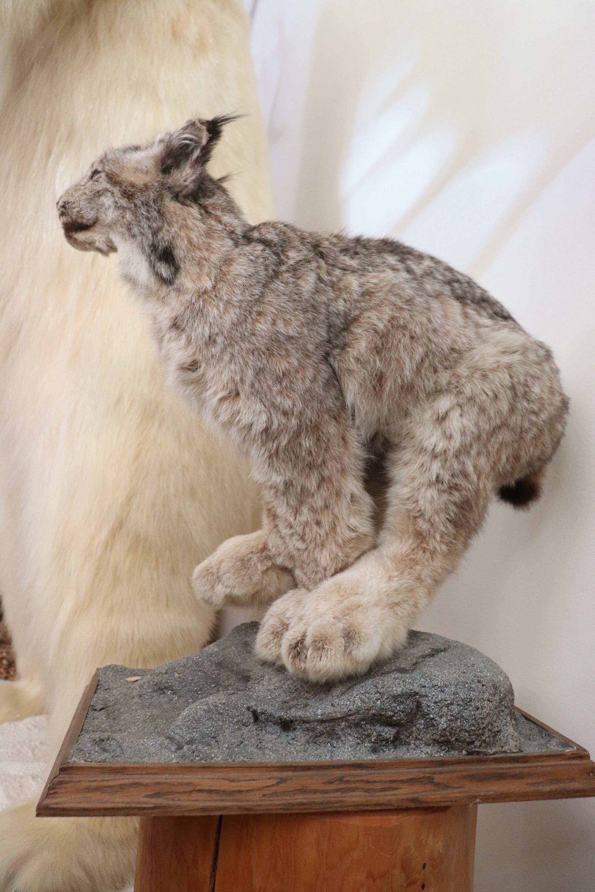 Luchs Präparat aus Kanada