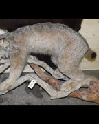 Luchs Präparat aus Kanada