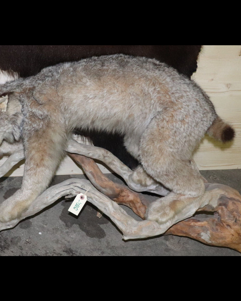 Luchs Präparat aus Kanada