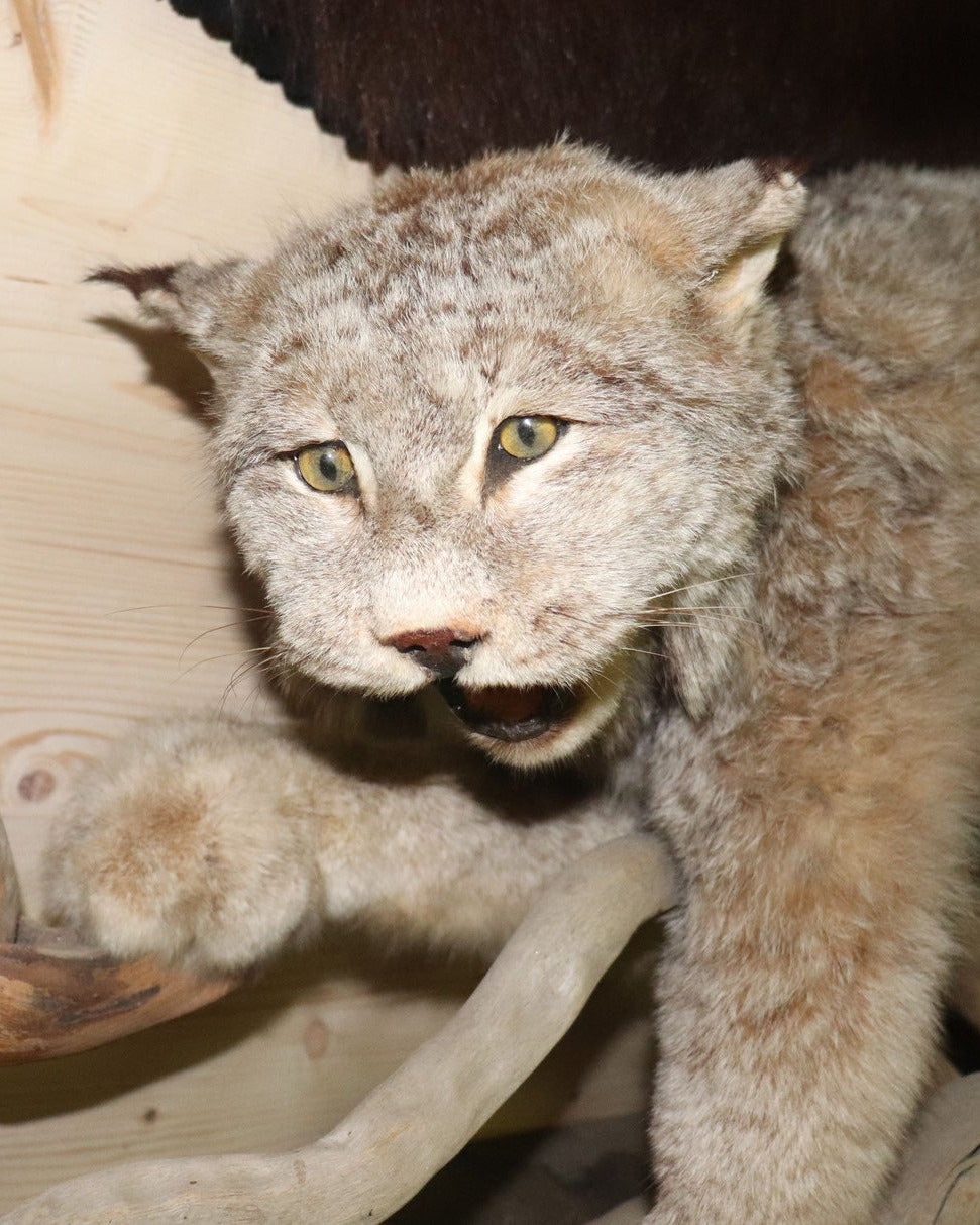 Luchs Präparat aus Kanada