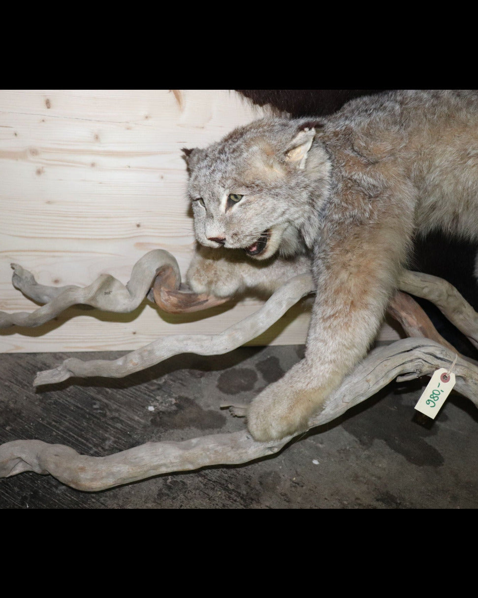 Luchs Präparat aus Kanada