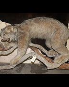 Luchs Präparat aus Kanada