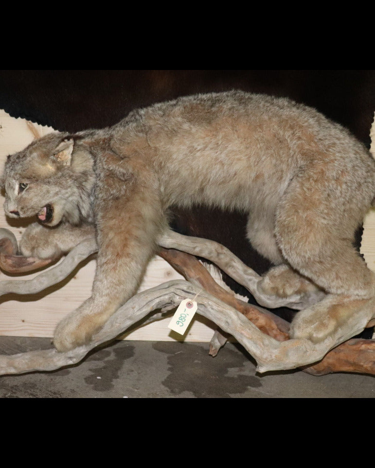 Luchs Präparat aus Kanada