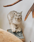 Luchs_front_01