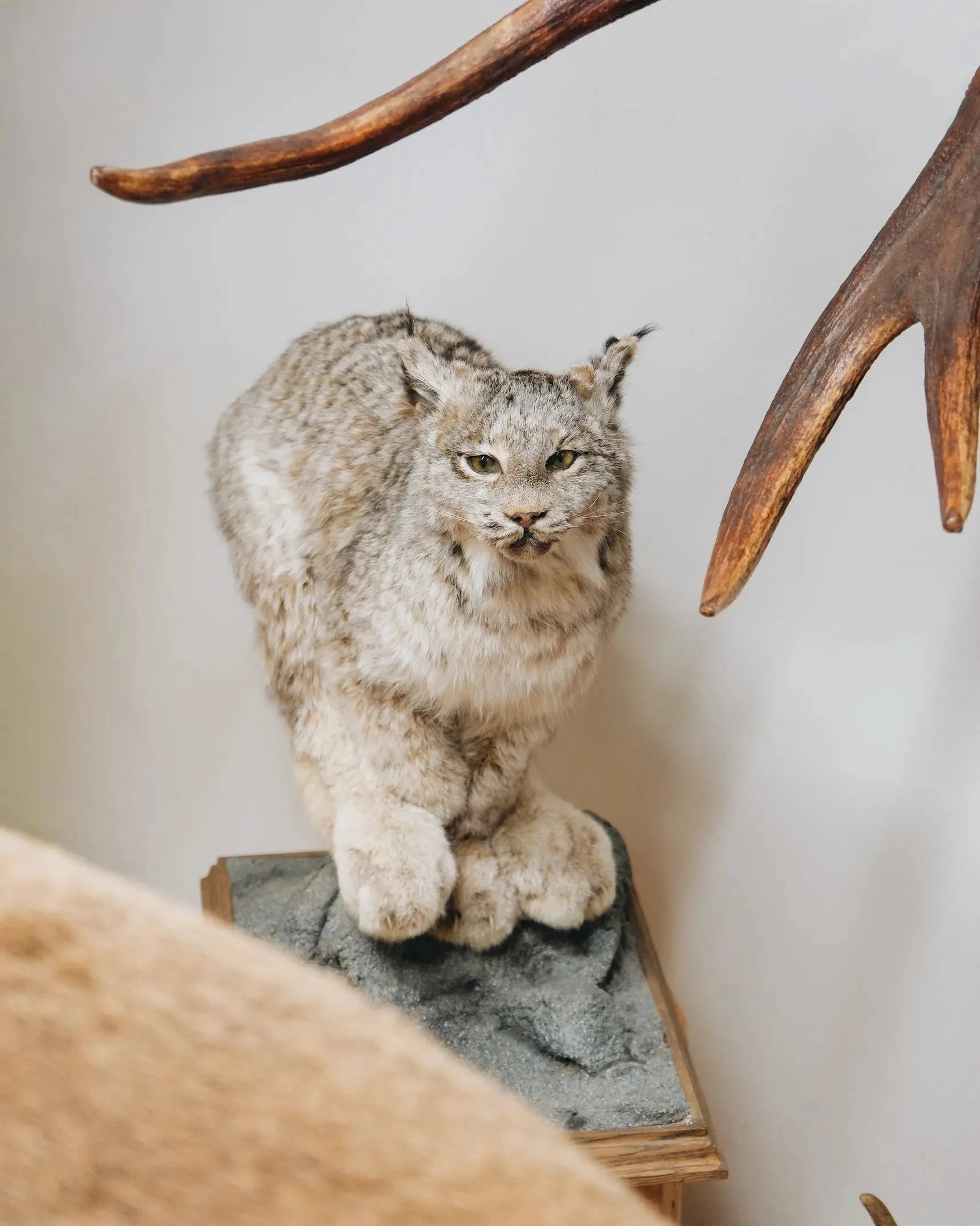 Luchs_front_01