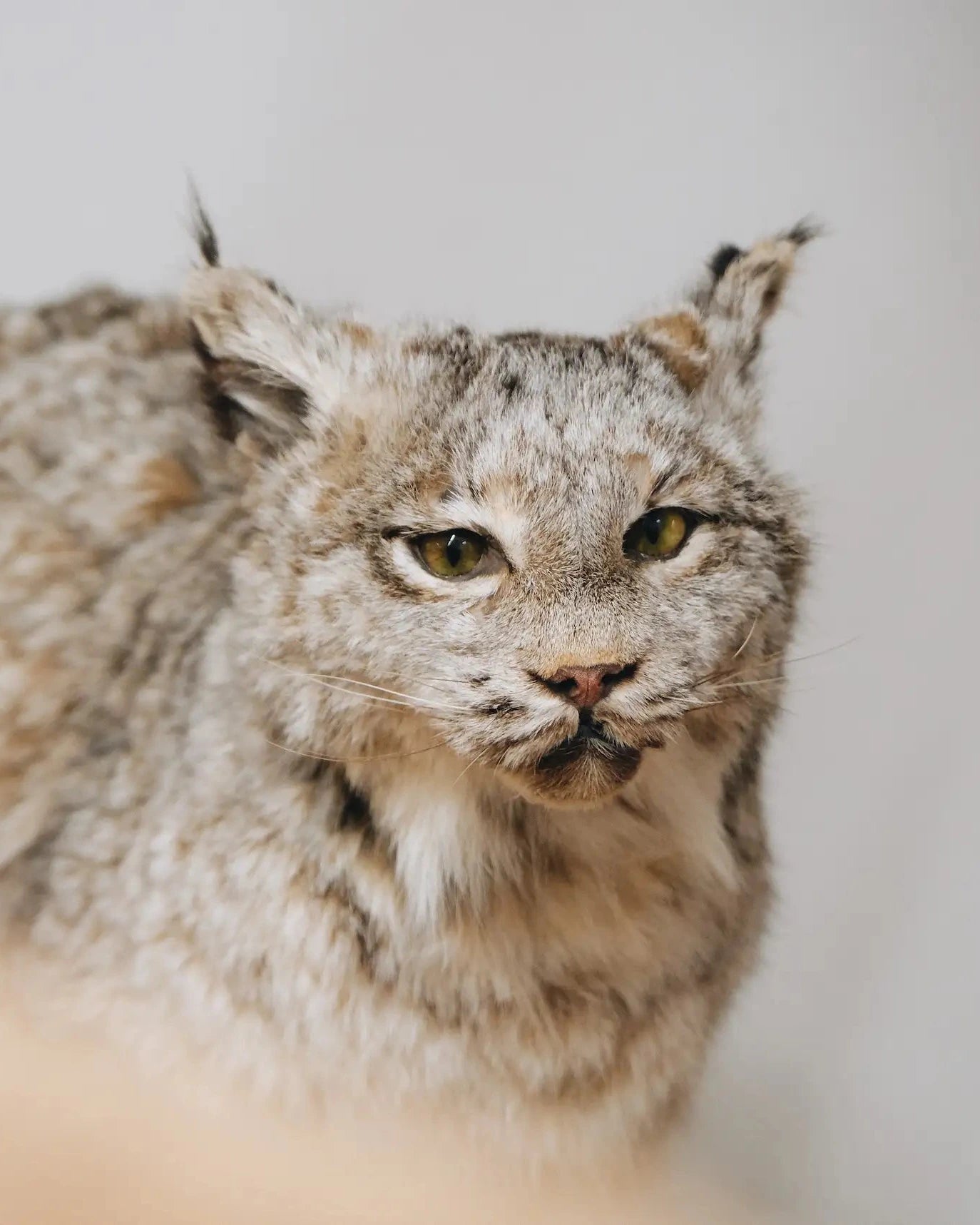 Luchs_seitlich_links