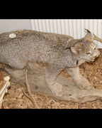 Luchs Präparat aus Kanada
