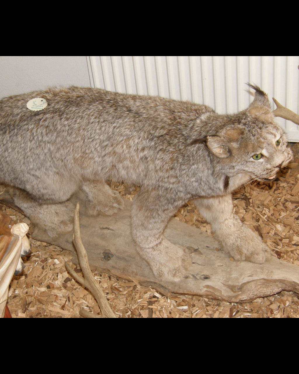 Luchs Präparat aus Kanada