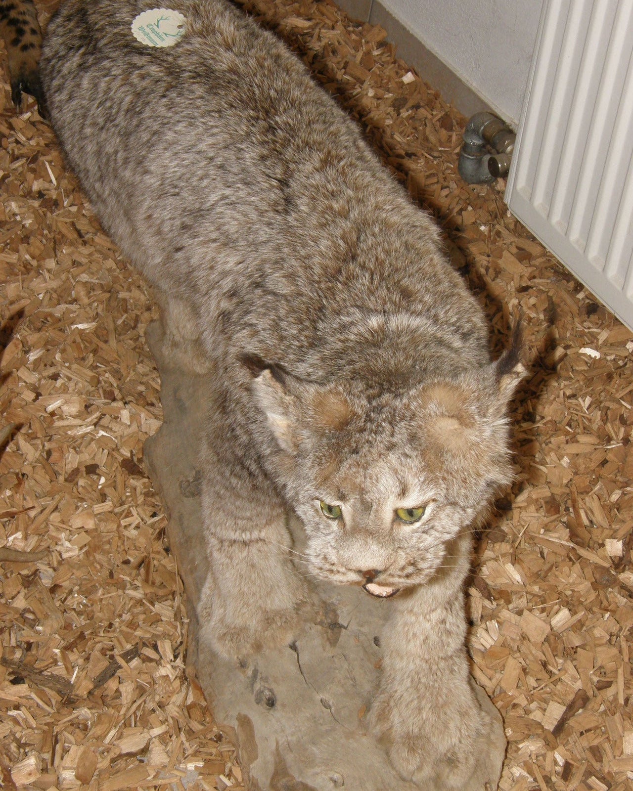 Luchs Präparat aus Kanada