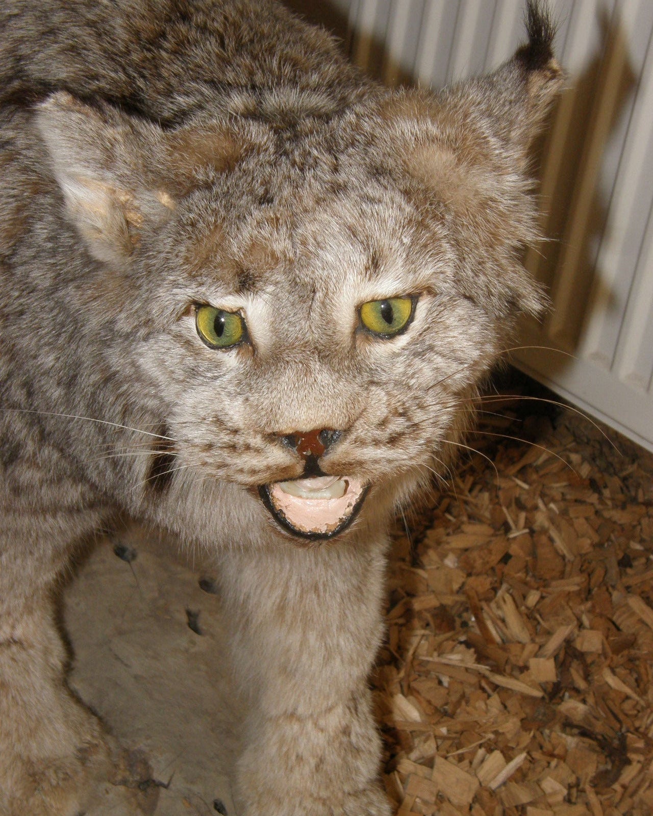 Luchs Präparat aus Kanada