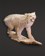 Luchs Präparat aus Kanada