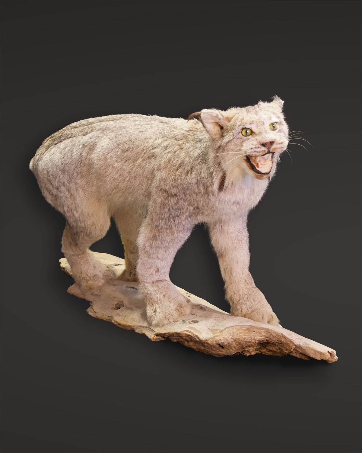 Luchs Präparat aus Kanada