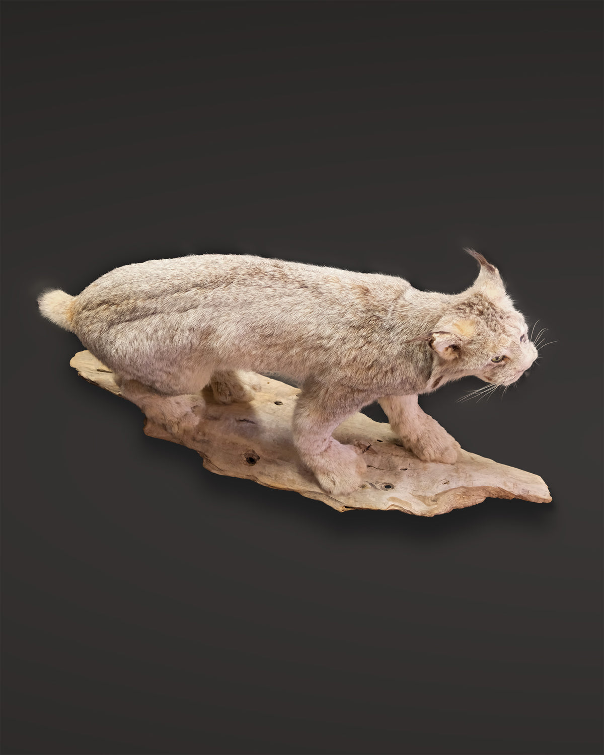 Luchs Präparat aus Kanada