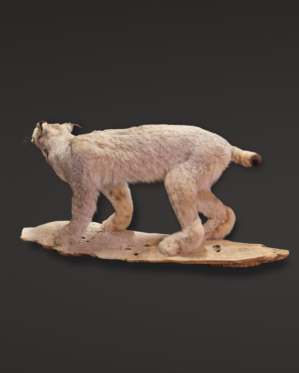 Luchs Präparat aus Kanada