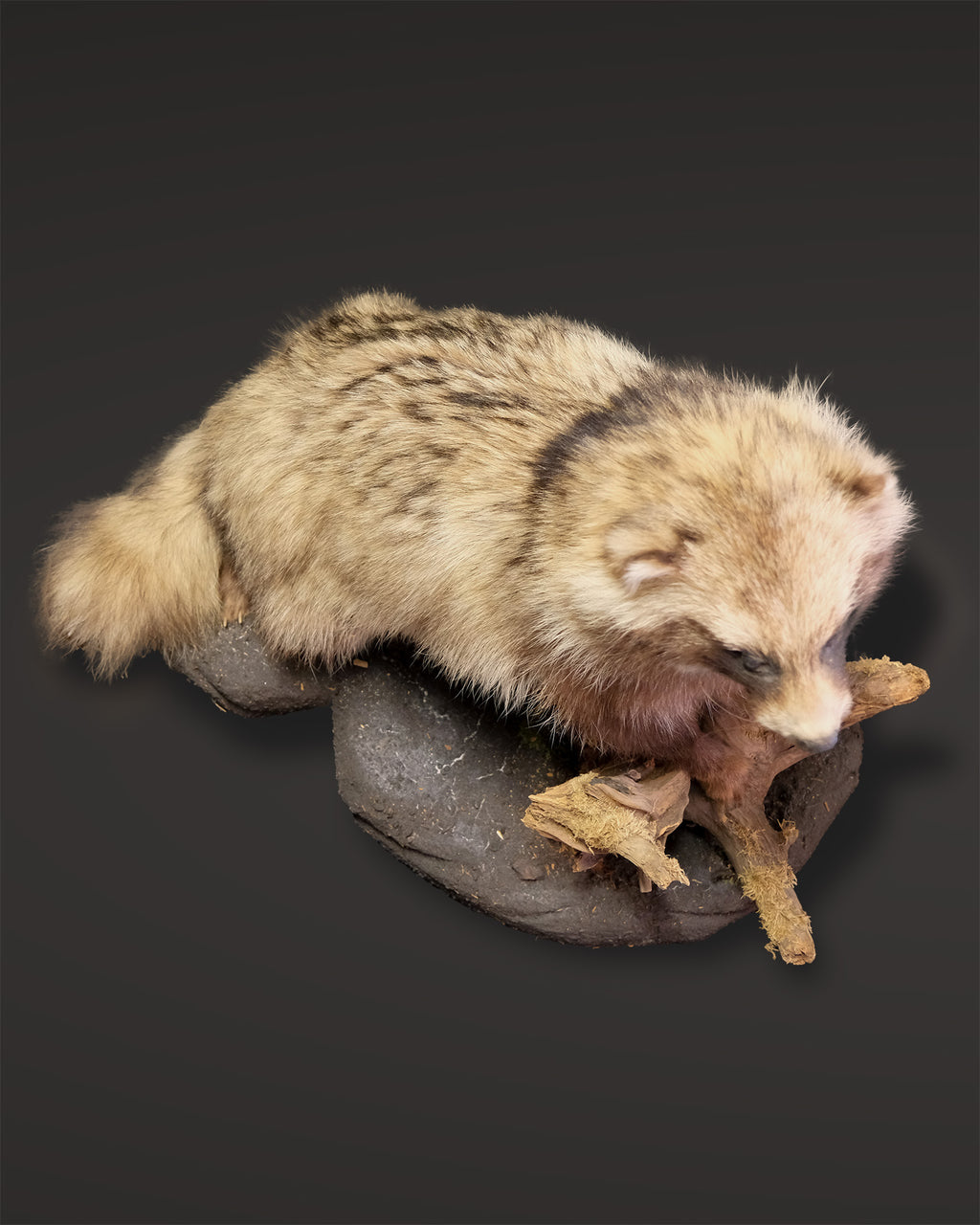 Marderhund Präparat aufrecht