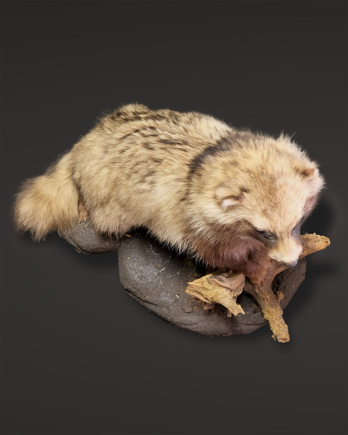 Marderhund Präparat aufrecht