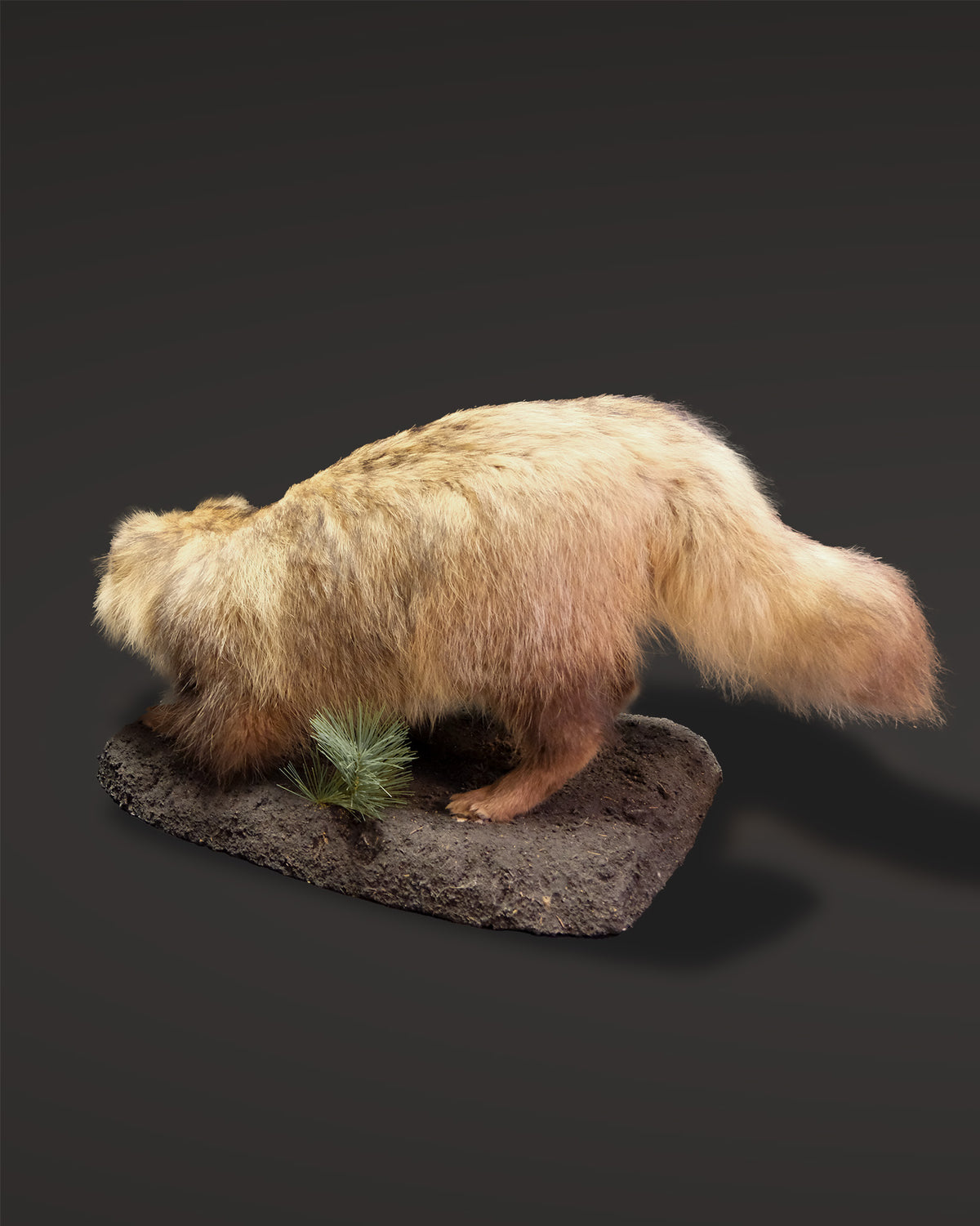 Marderhund Präparat stehend