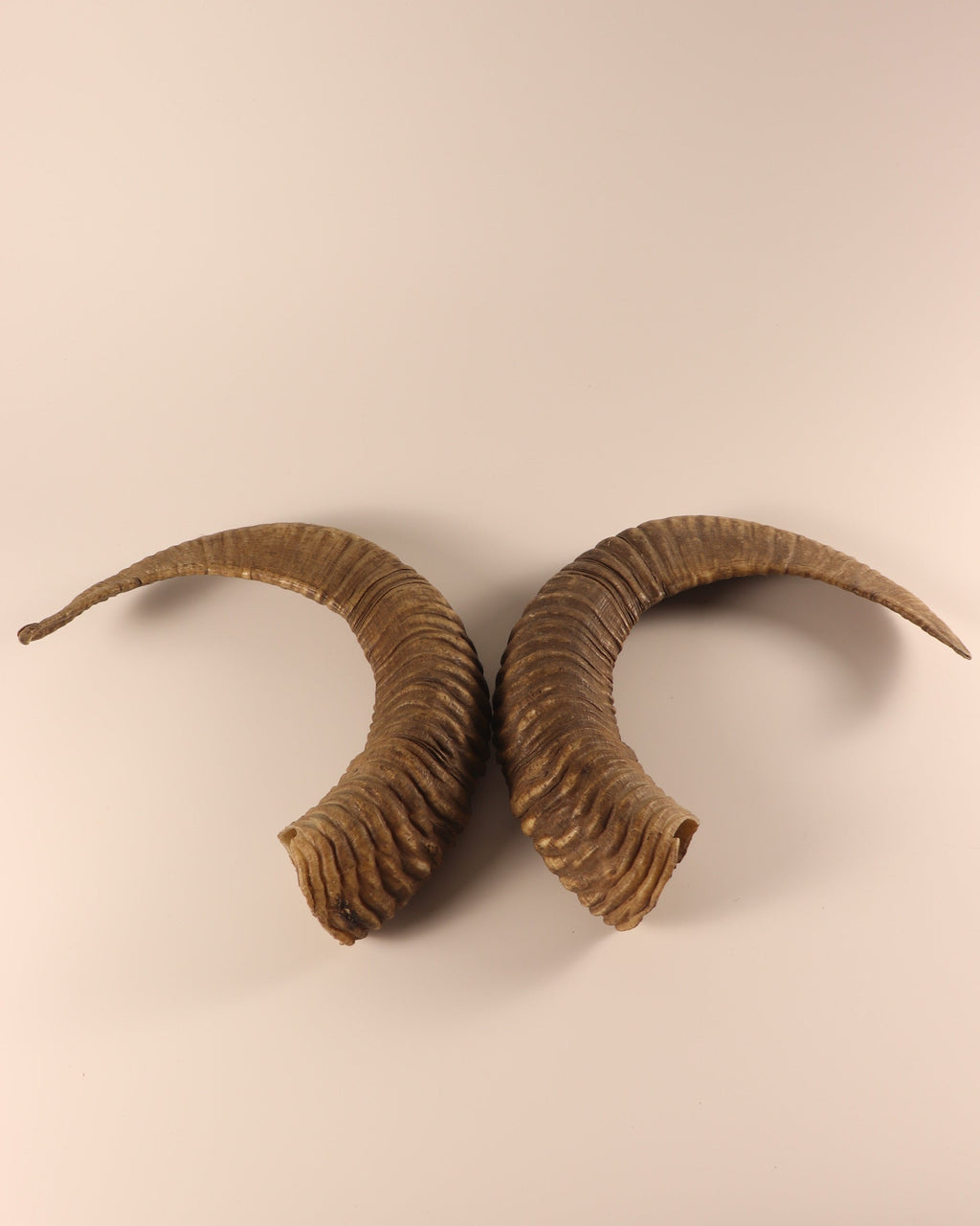 Mufflon Schläuche