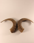 Mufflon Schläuche