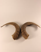 Mufflon Schläuche