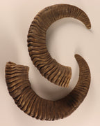 Mufflon Schläuche