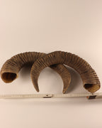 Mufflon Schläuche