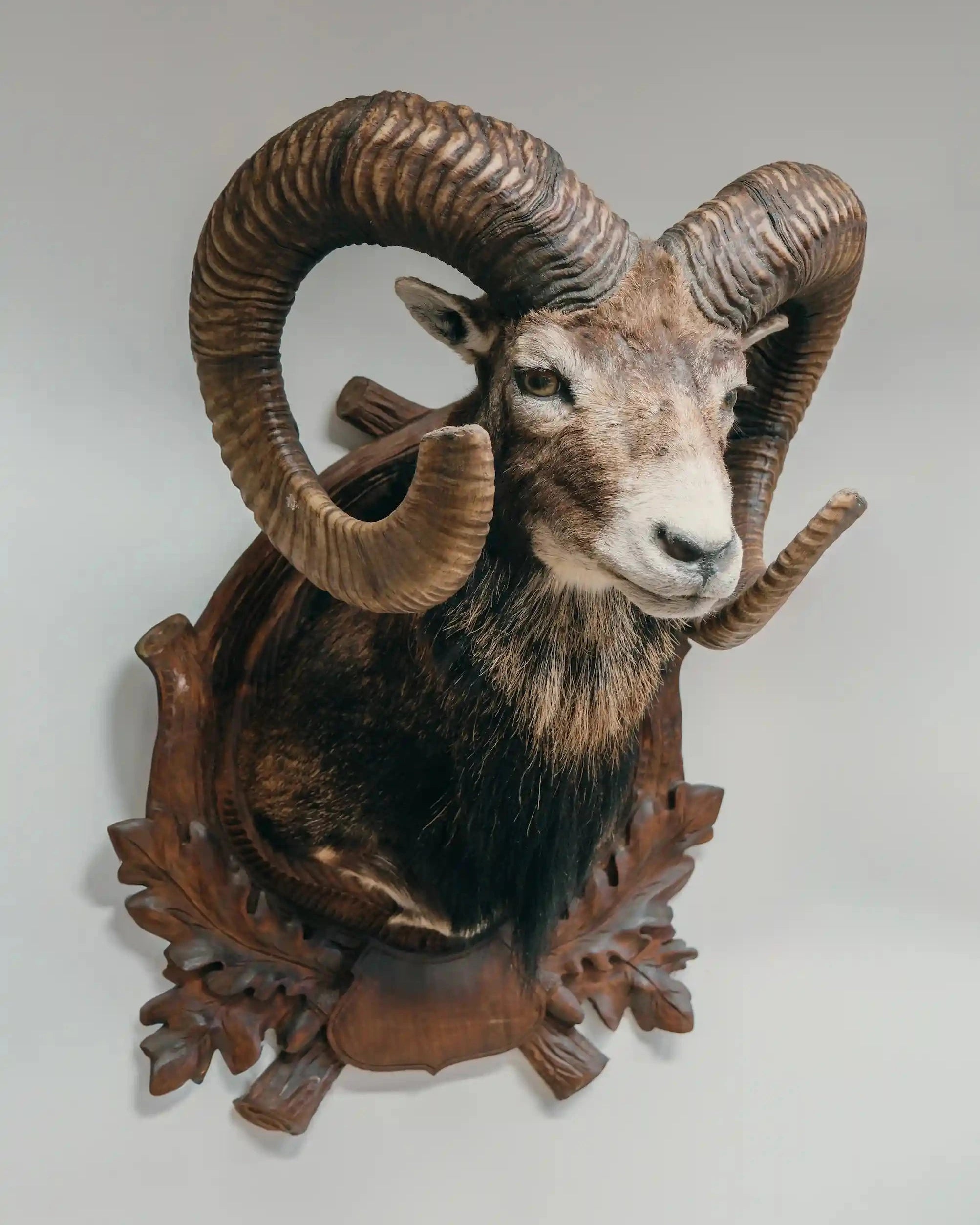 Mufflon auf Trophäenbrett