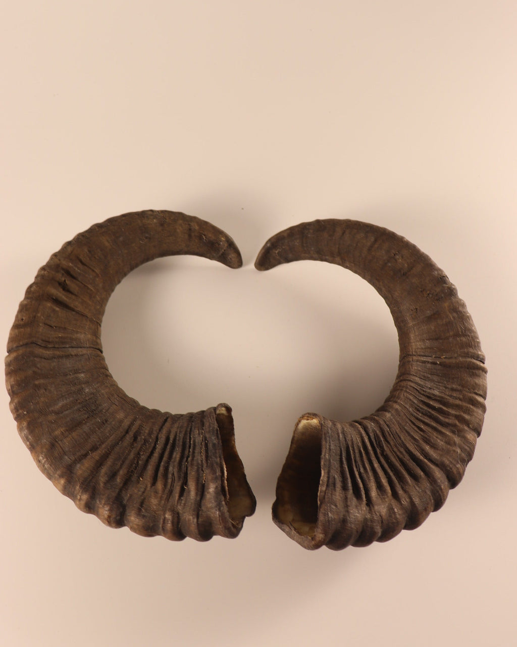 Mufflon Schläuche
