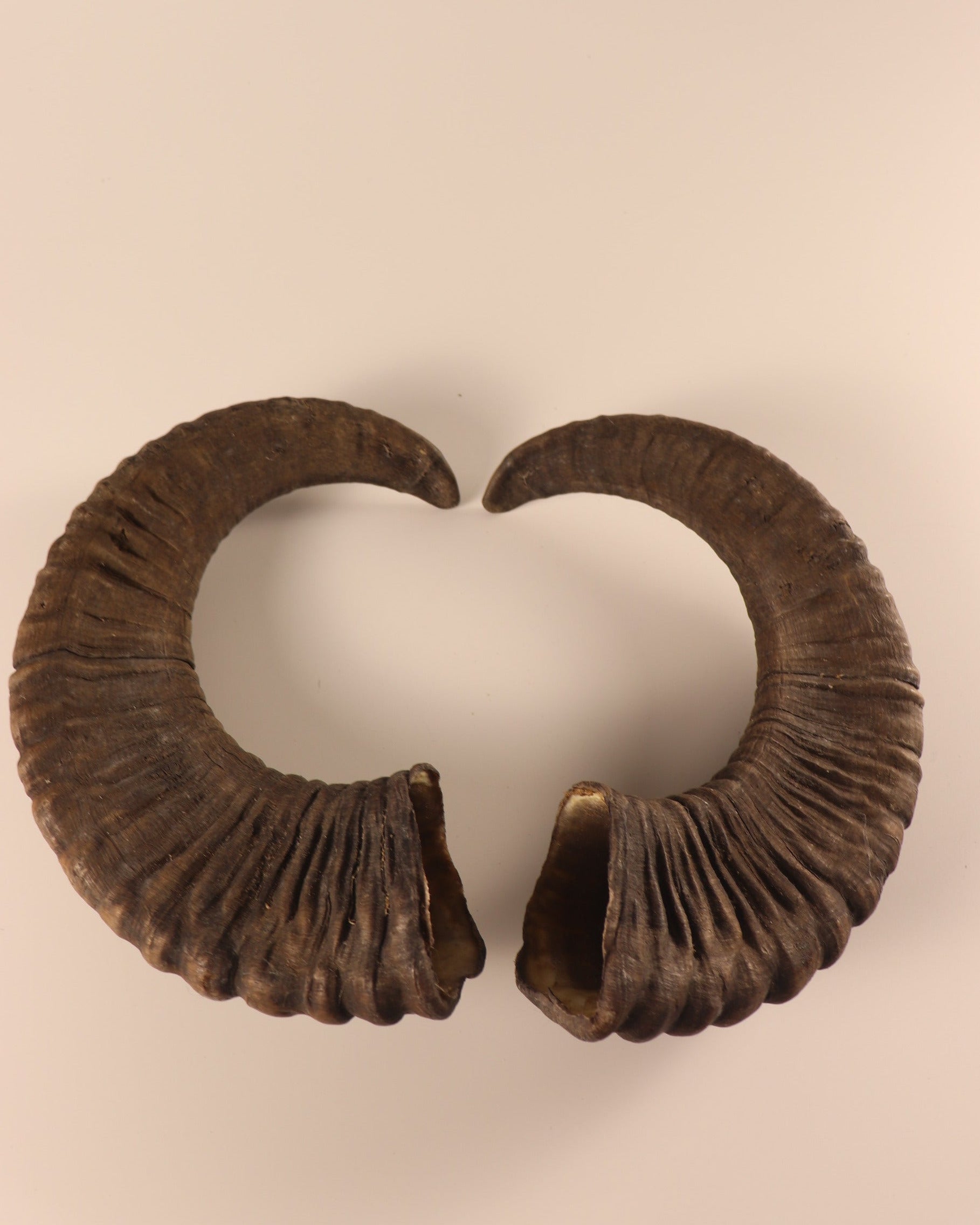 Mufflon Schläuche