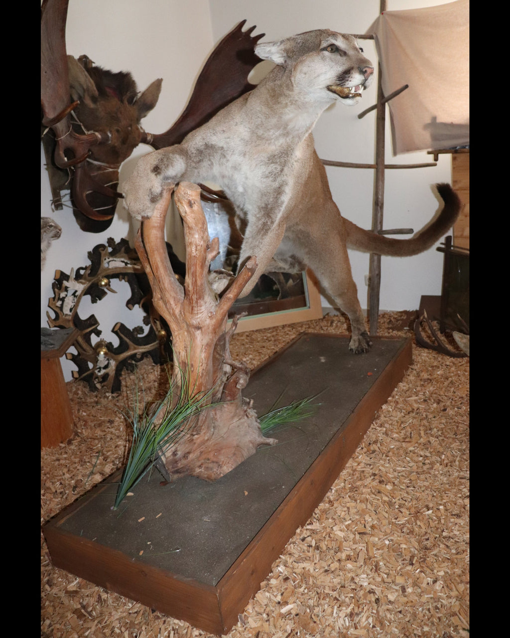 Puma Präparat springend