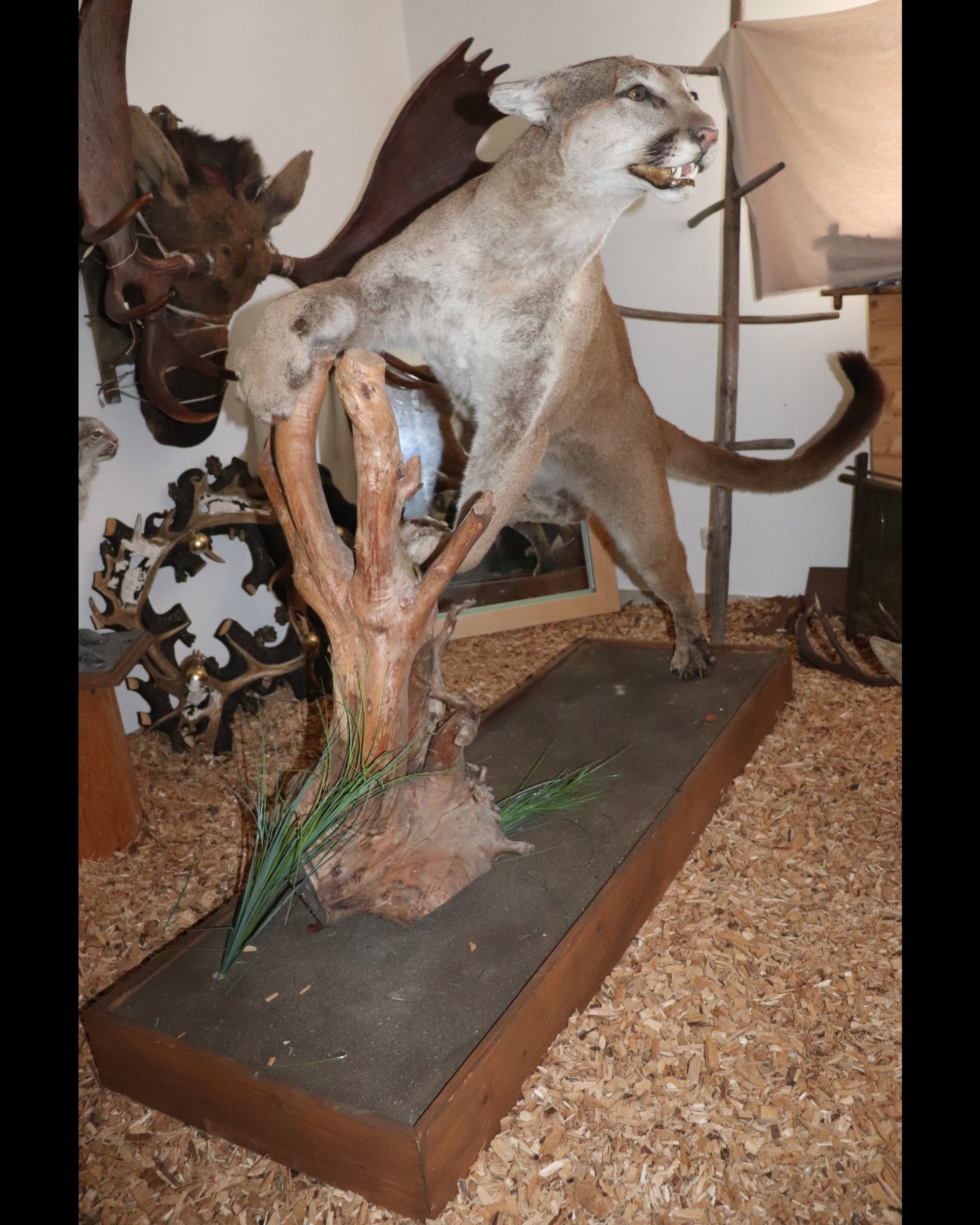 Puma Präparat springend