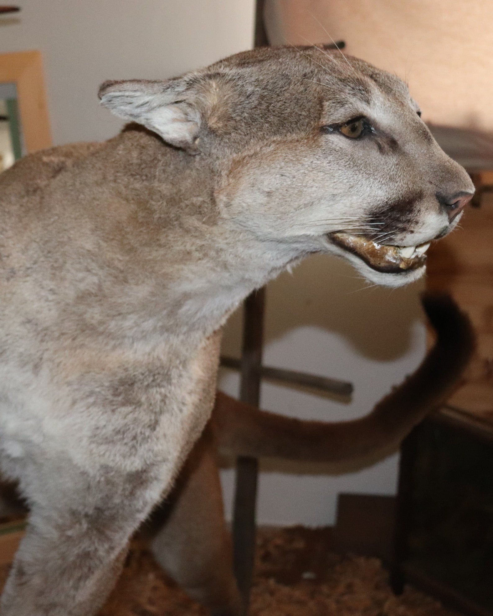 Puma Präparat springend