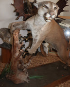 Puma Präparat springend