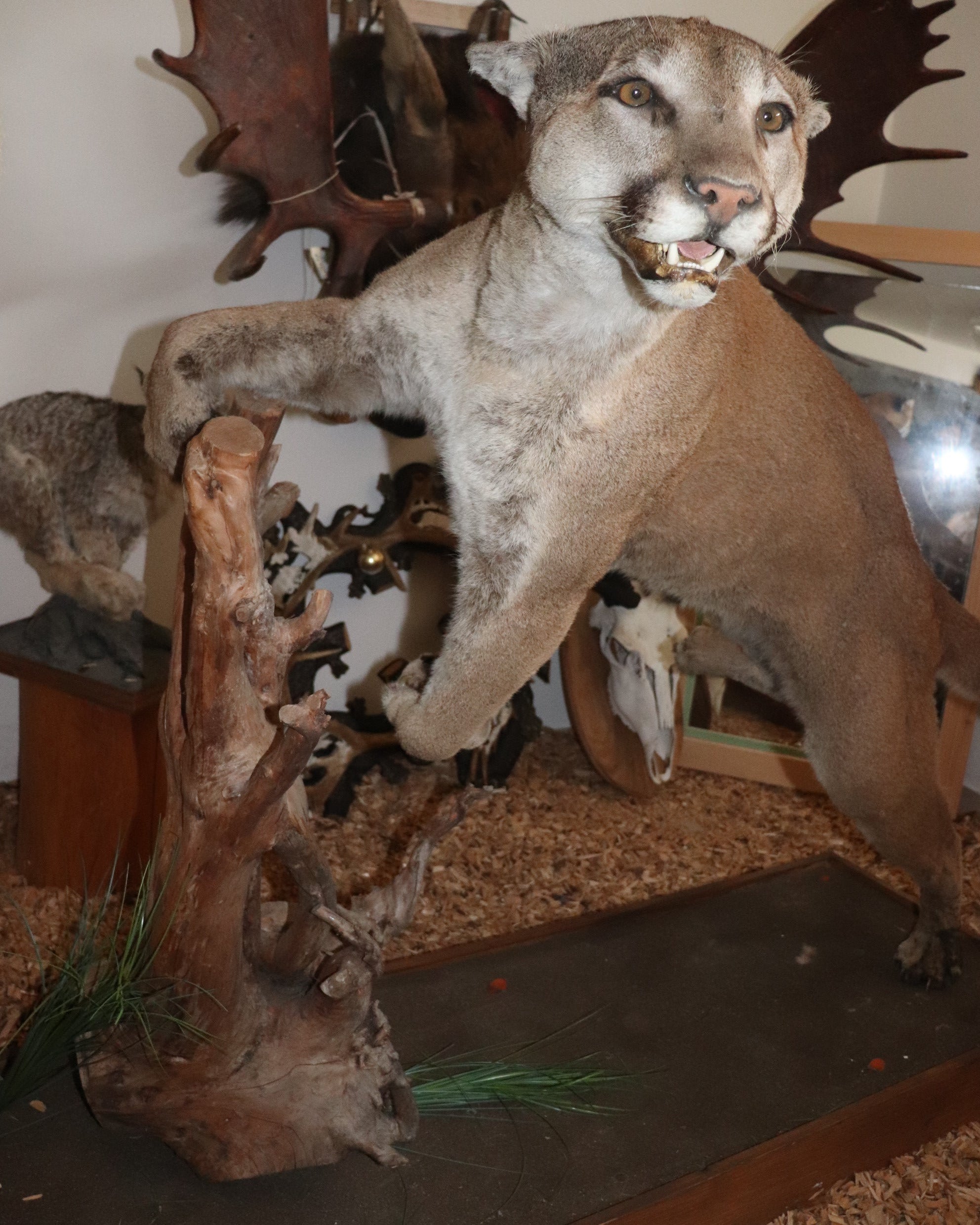Puma Präparat springend