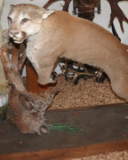 Puma Präparat springend