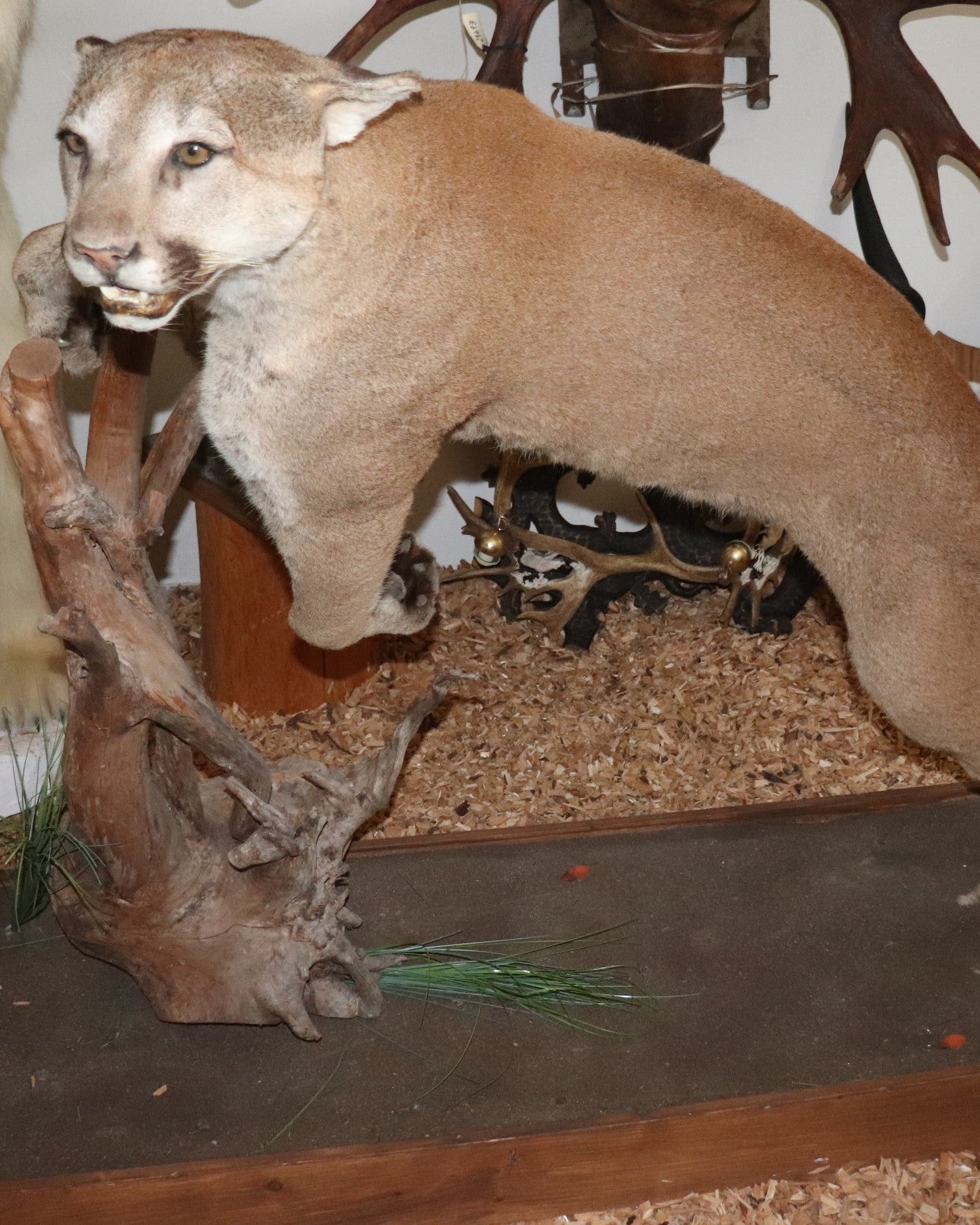 Puma Präparat springend