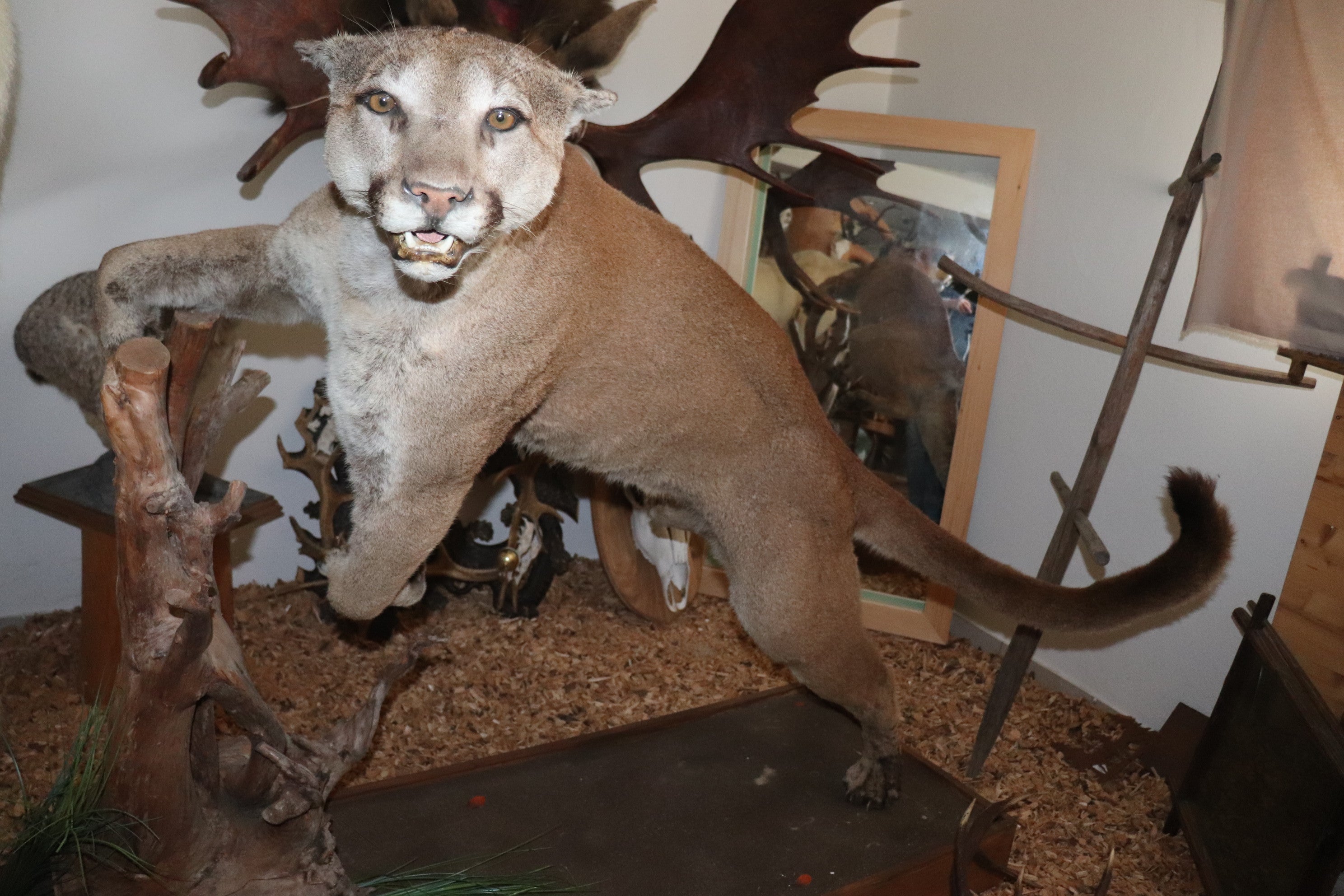 Puma Präparat springend