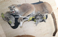 Puma Präparat liegend