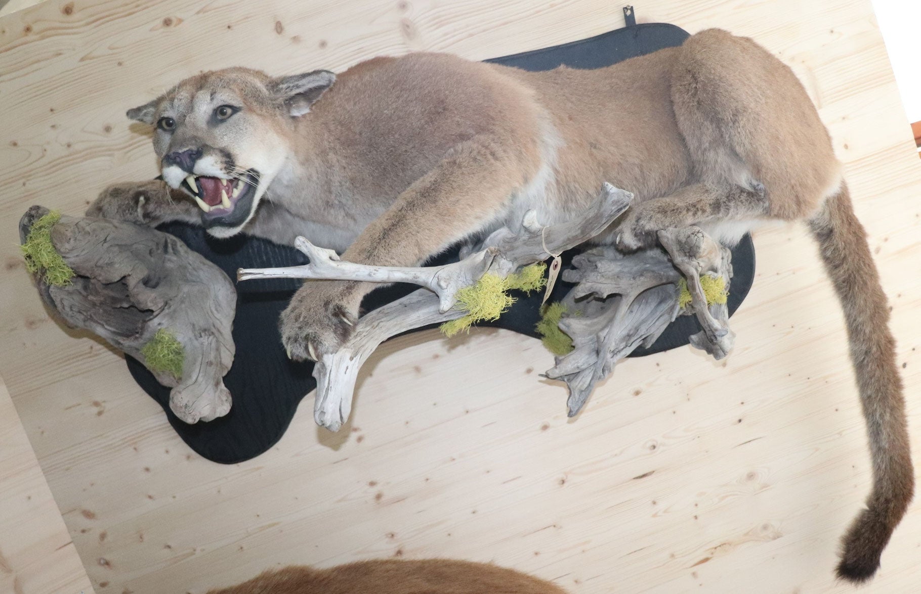 Puma Präparat liegend