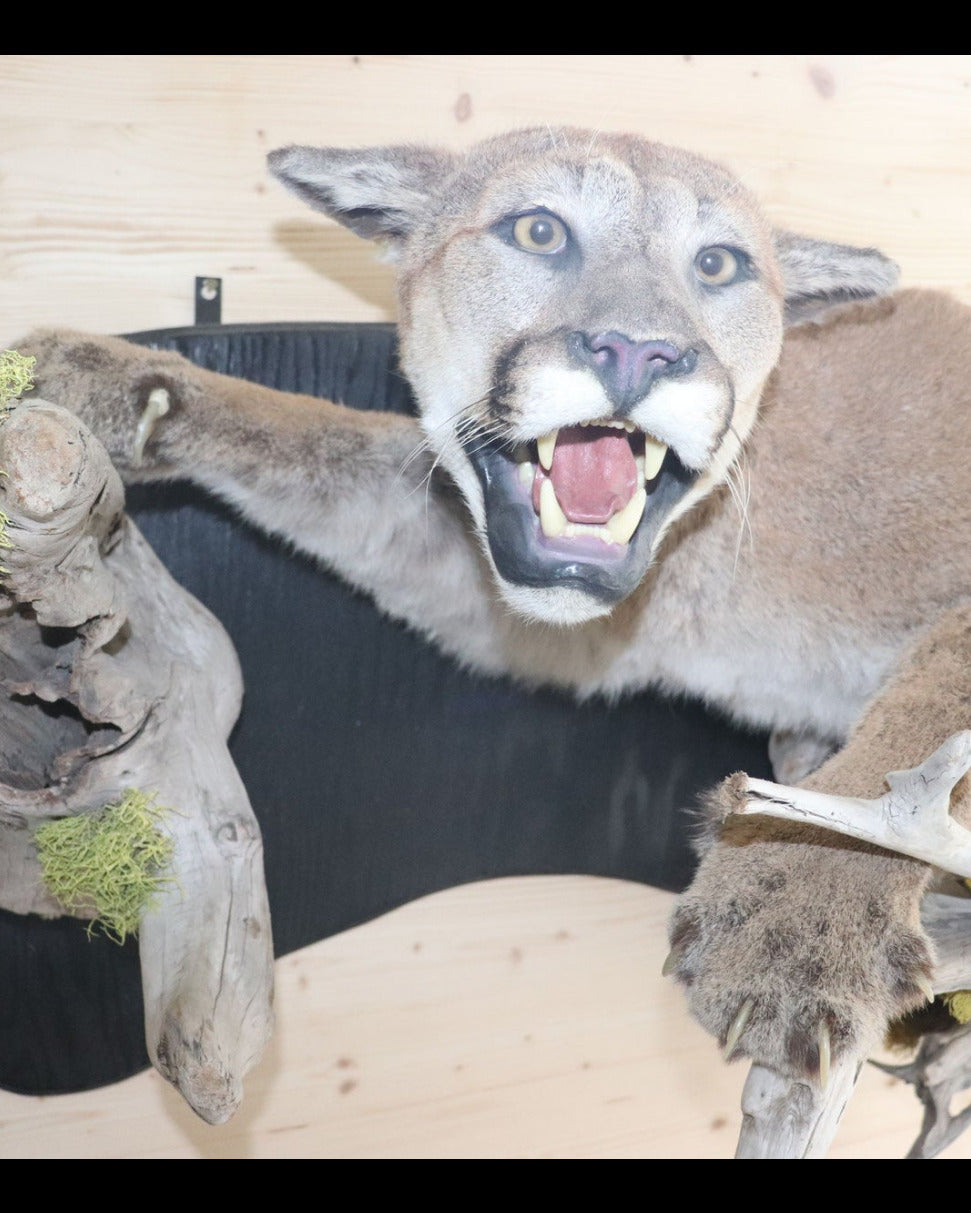 Puma Präparat liegend