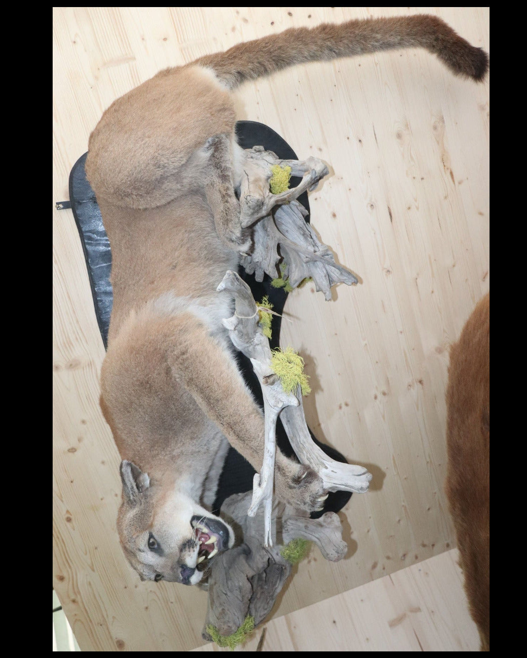 Puma Präparat liegend