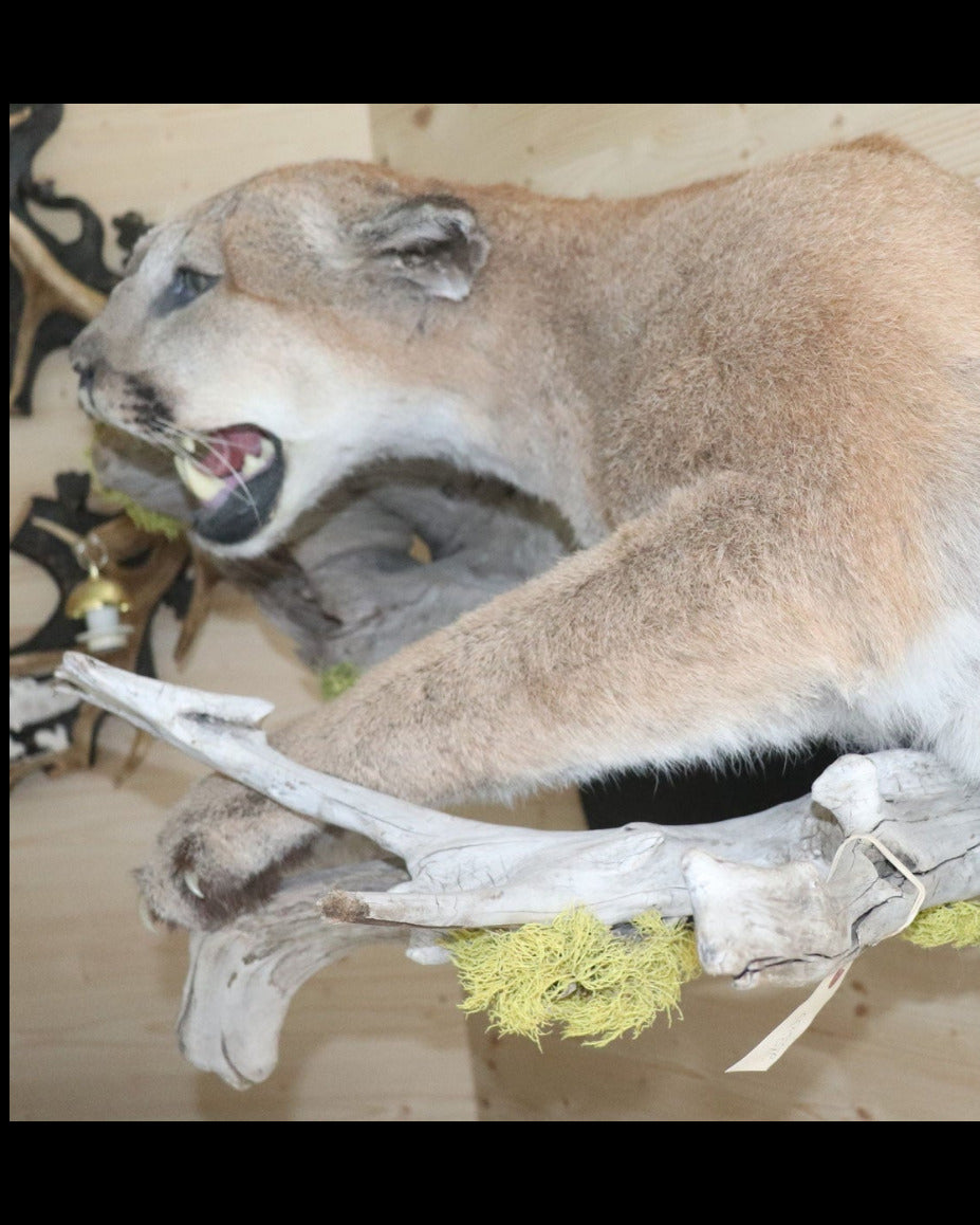 Puma Präparat liegend