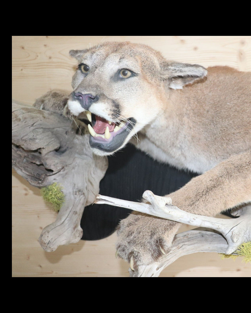 Puma Präparat liegend