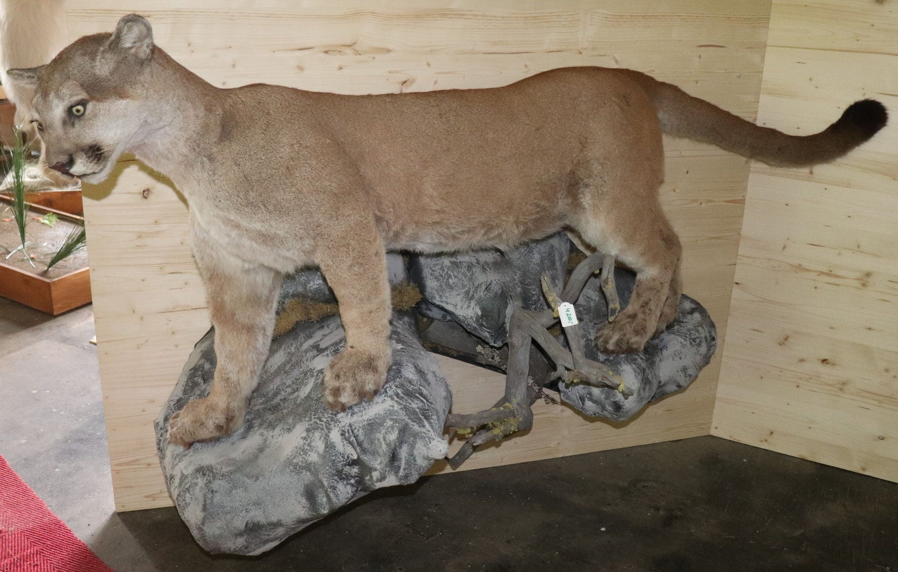 Puma Präparat stehend