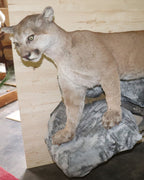Puma Präparat stehend
