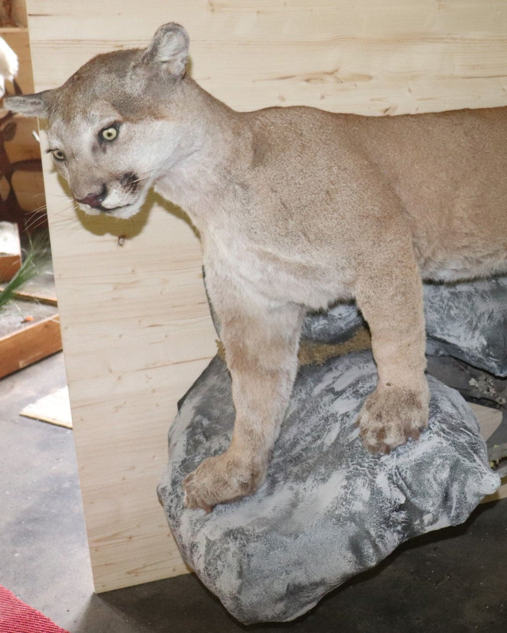 Puma Präparat stehend