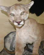 Puma Präparat stehend