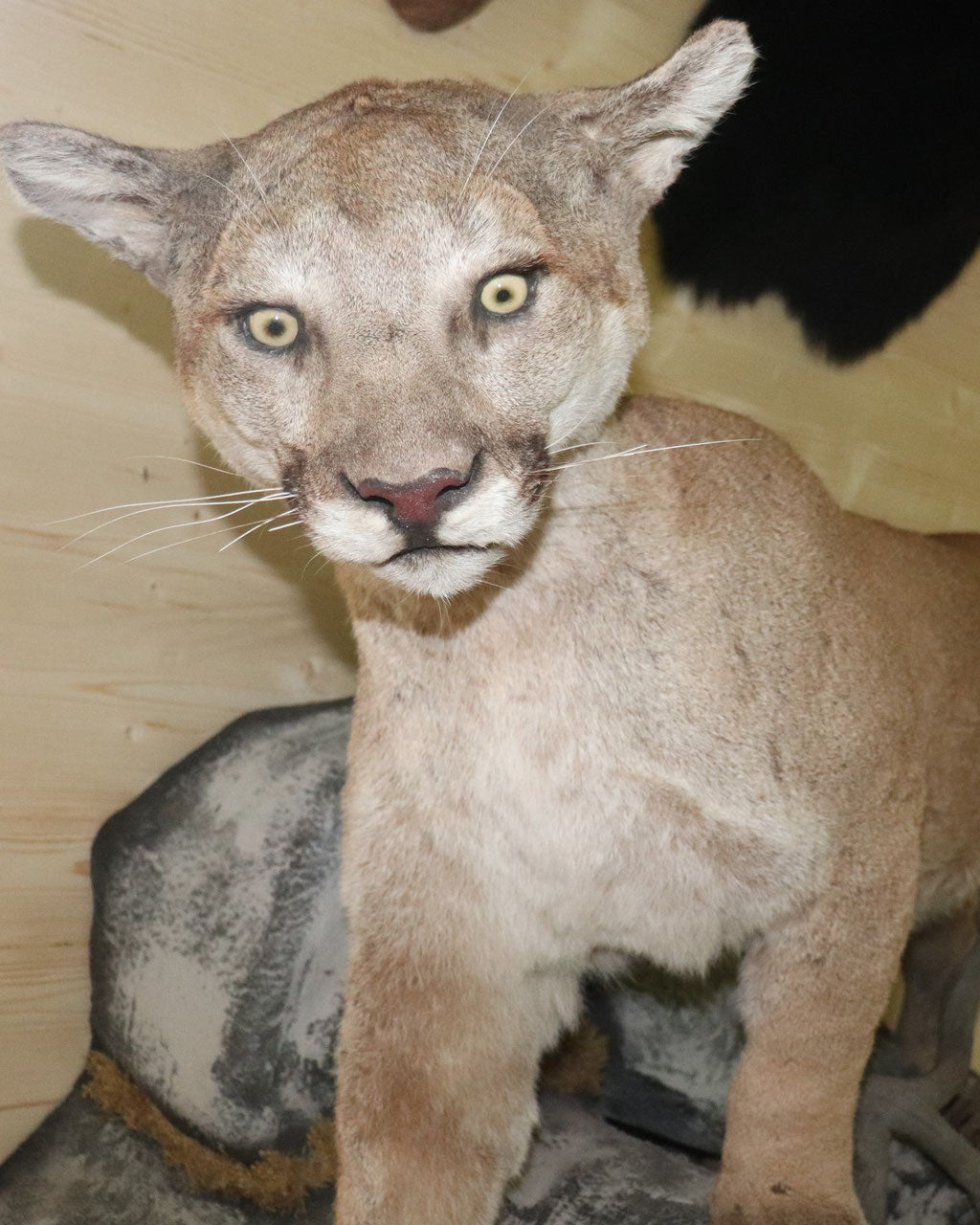 Puma Präparat stehend